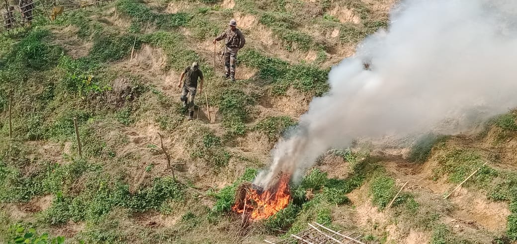 Assam Rifles destroyed marijuana plants (ganja) at Kamalasagar