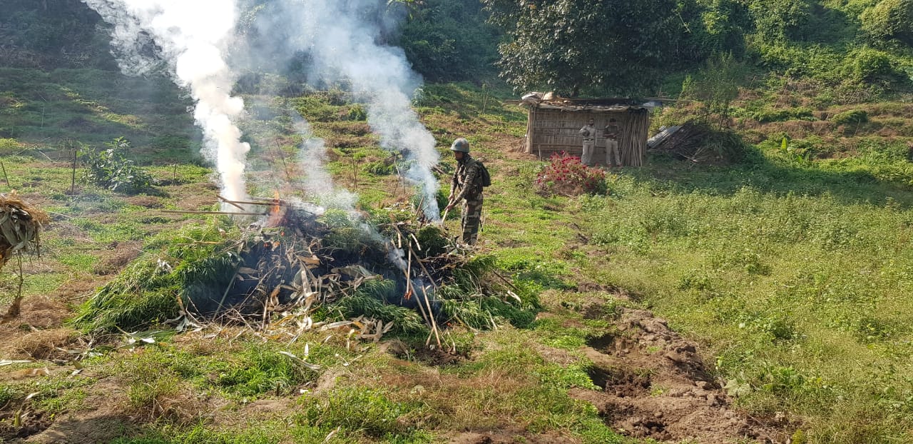 Assam Rifles and Tripura Police destroyed large scale Ganjaa plantation at Sipahijala District