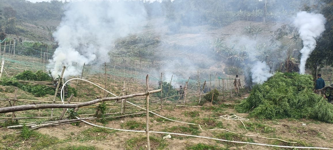 🚨🧧Assam rifles destroyed 95kakhs worth Ganja plantation in sioahijala