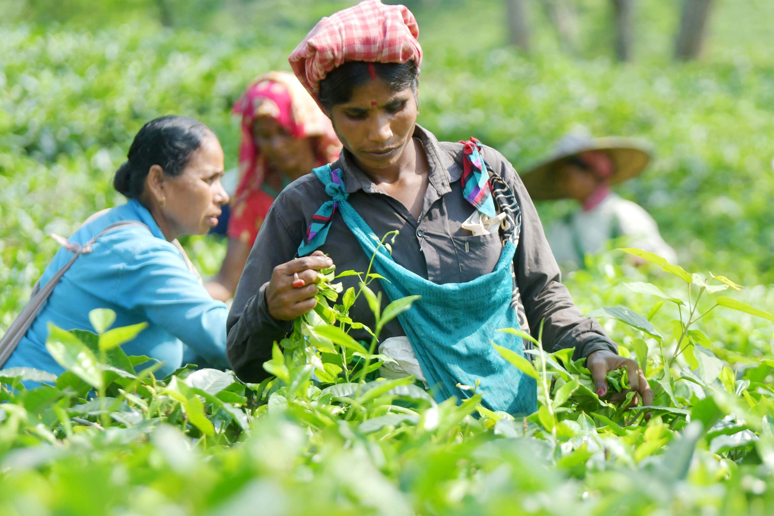 Workers picking leaves in the tea garden.